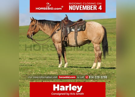 American Quarter Horse, Wałach, 10 lat, 155 cm, Jelenia