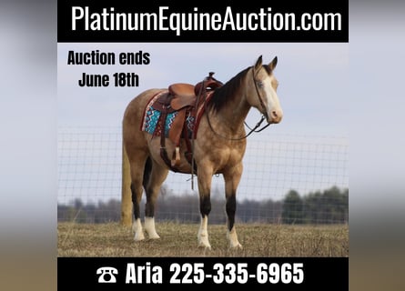 American Quarter Horse, Wałach, 10 lat, 155 cm, Jelenia