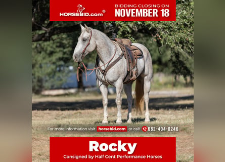 American Quarter Horse, Wałach, 10 lat, 157 cm, Siwa