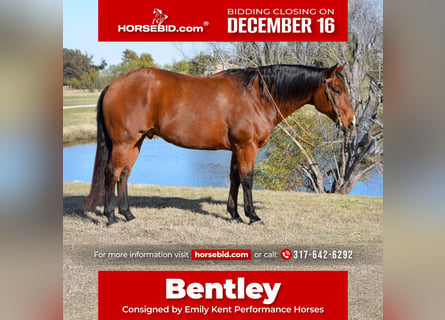 American Quarter Horse, Wałach, 10 lat, 160 cm, Gniada