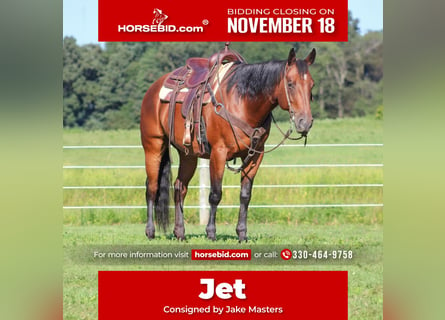 American Quarter Horse, Wałach, 10 lat, 160 cm, Gniada