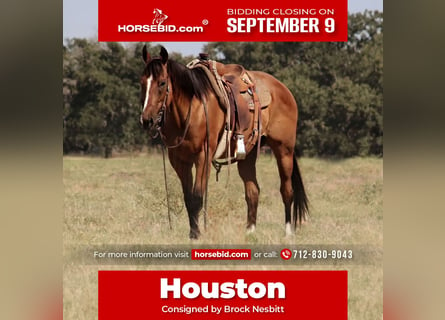 American Quarter Horse, Wałach, 10 lat, 160 cm, Gniada