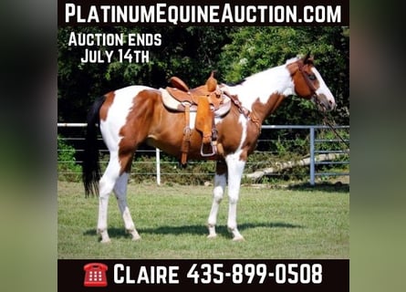 American Quarter Horse, Wałach, 10 lat, 163 cm, Tobiano wszelkich maści