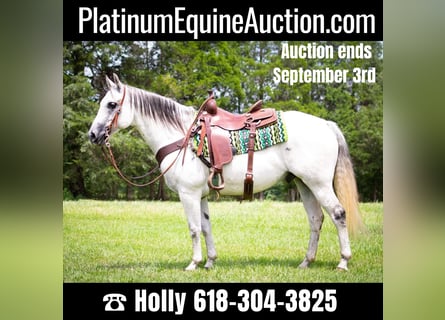 American Quarter Horse, Wałach, 10 lat, Siwa