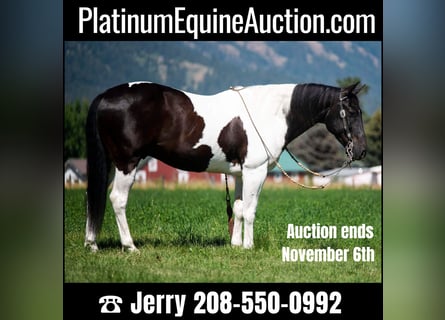 American Quarter Horse, Wałach, 11 lat, 150 cm, Tobiano wszelkich maści