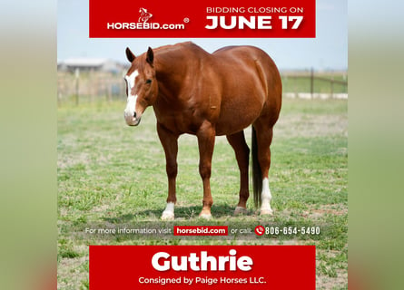 American Quarter Horse, Wałach, 11 lat, 155 cm, Cisawa