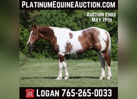 American Quarter Horse, Wałach, 11 lat, 155 cm, Tobiano wszelkich maści