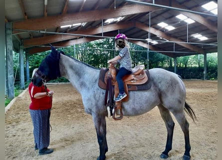 American Quarter Horse, Wałach, 11 lat, 156 cm, Gniadodereszowata