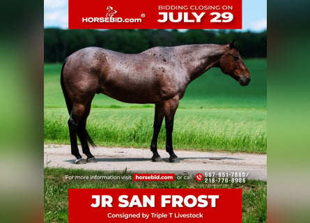 American Quarter Horse, Wałach, 11 lat, 157 cm, Gniadodereszowata