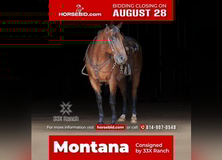 American Quarter Horse, Wałach, 11 lat, 163 cm, Gniadodereszowata