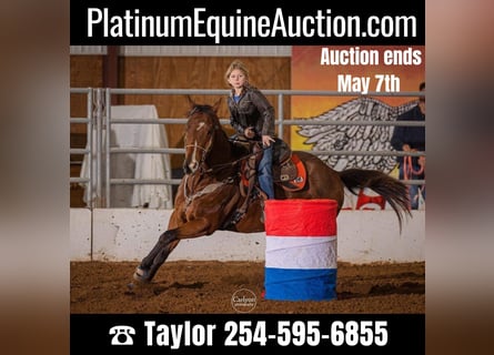 American Quarter Horse, Wałach, 11 lat, Gniada