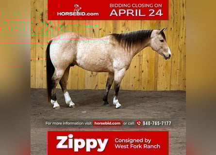 American Quarter Horse Mix, Wałach, 11 lat, Jelenia