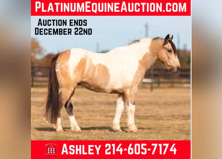 American Quarter Horse, Wałach, 12 lat, 137 cm, Tobiano wszelkich maści