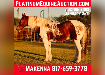 American Quarter Horse, Wałach, 12 lat, 150 cm, Tobiano wszelkich maści