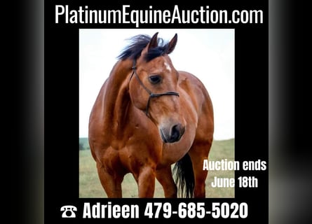 American Quarter Horse, Wałach, 12 lat, 152 cm, Gniada