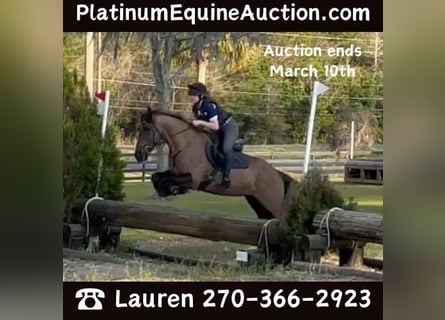 American Quarter Horse, Wałach, 12 lat, 152 cm, Gniadodereszowata