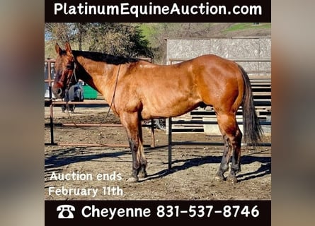 American Quarter Horse, Wałach, 12 lat, 152 cm, Jelenia