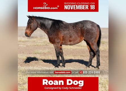 American Quarter Horse, Wałach, 13 lat, 150 cm, Gniadodereszowata