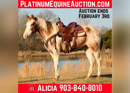 American Quarter Horse, Wałach, 13 lat, 150 cm, Tobiano wszelkich maści