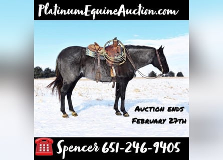 American Quarter Horse, Wałach, 14 lat, Stalowosiwy