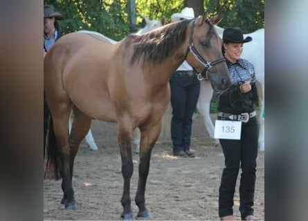 American Quarter Horse, Wałach, 15 lat, 155 cm, Dunalino