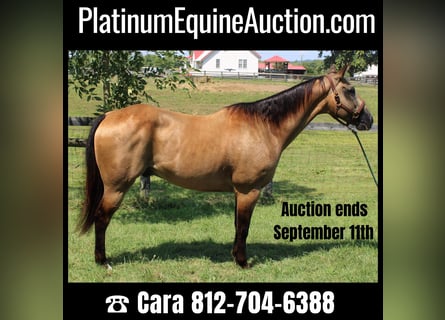 American Quarter Horse, Wałach, 15 lat, 157 cm, Jelenia