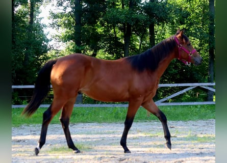 American Quarter Horse, Wałach, 2 lat, 150 cm, Gniada