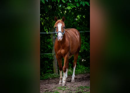 American Quarter Horse, Wałach, 2 lat, 153 cm, Kasztanowata