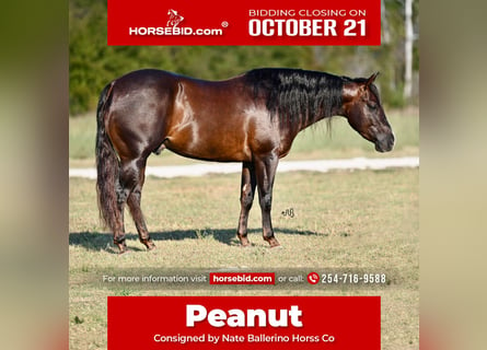 American Quarter Horse, Wałach, 3 lat, 140 cm, Gniada