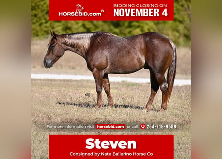 American Quarter Horse, Wałach, 3 lat, 140 cm, Kasztanowatodereszowata