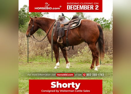 American Quarter Horse, Wałach, 3 lat, 145 cm, Cisawa