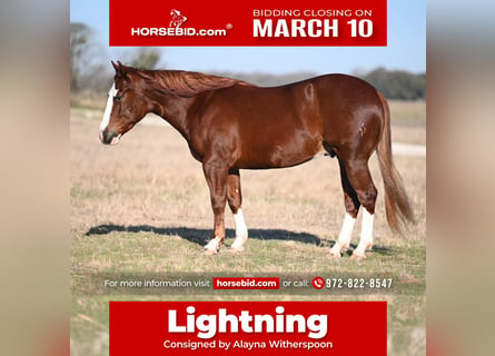 American Quarter Horse, Wałach, 3 lat, 147 cm, Cisawa