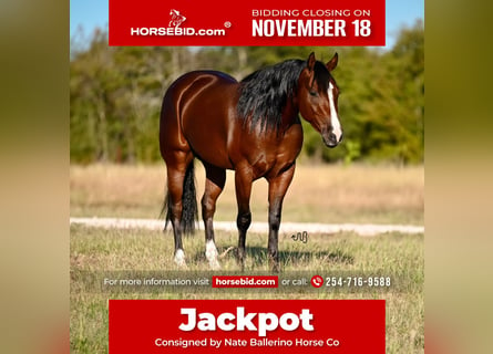 American Quarter Horse, Wałach, 3 lat, 150 cm, Gniada