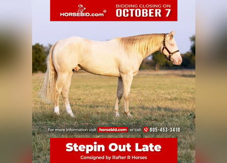 American Quarter Horse, Wałach, 3 lat, 150 cm, Perlino