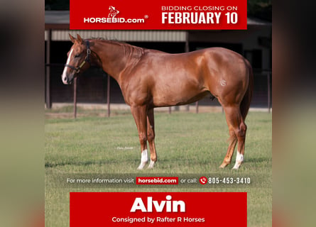 American Quarter Horse, Wałach, 3 lat, 152 cm, Cisawa