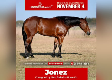 American Quarter Horse, Wałach, 3 lat, 155 cm, Gniada