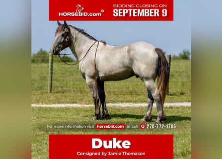 American Quarter Horse Mix, Wałach, 3 lat, 163 cm, Karodereszowata