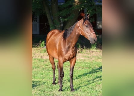 American Quarter Horse, Wałach, 3 lat, Gniada