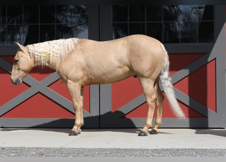 American Quarter Horse, Wałach, 4 lat, 137 cm, Izabelowata