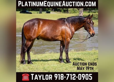 American Quarter Horse, Wałach, 4 lat, 140 cm, Gniada