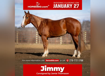 American Quarter Horse, Wałach, 4 lat, 145 cm, Cisawa