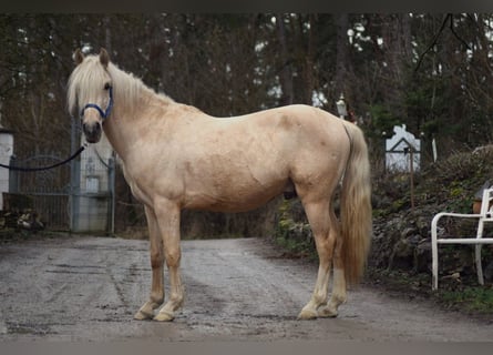 American Quarter Horse Mix, Wałach, 4 lat, 145 cm, Izabelowata