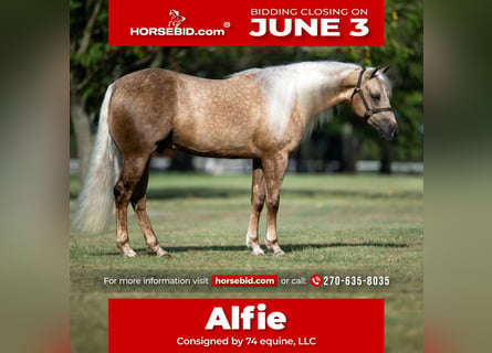 American Quarter Horse, Wałach, 4 lat, 147 cm, Izabelowata