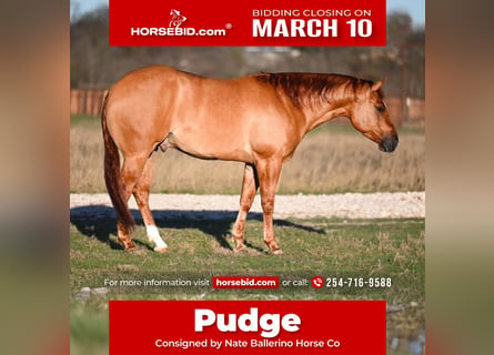 American Quarter Horse, Wałach, 4 lat, 150 cm, Bułana