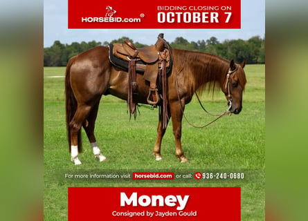 American Quarter Horse, Wałach, 4 lat, 152 cm, Cisawa