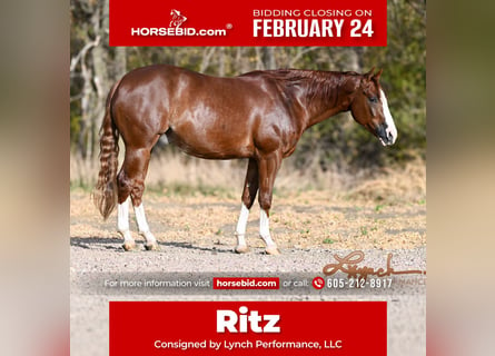 American Quarter Horse, Wałach, 4 lat, 152 cm, Cisawa