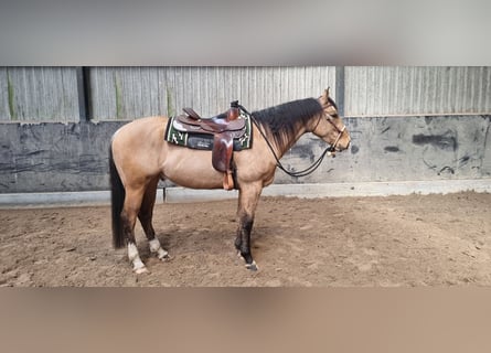 American Quarter Horse, Wałach, 4 lat, 156 cm, Jelenia