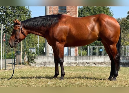 American Quarter Horse, Wałach, 4 lat, 156 cm