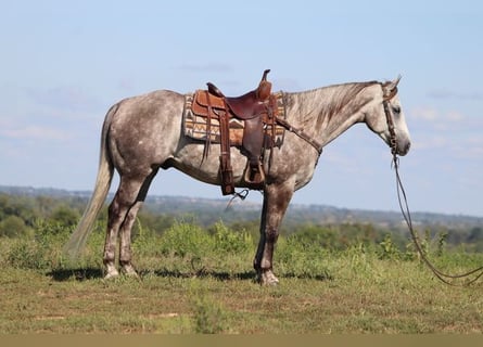 American Quarter Horse, Wałach, 4 lat, 163 cm, Siwa jabłkowita