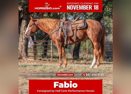 American Quarter Horse, Wałach, 5 lat, 145 cm, Cisawa